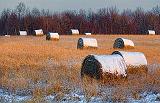 Snow-capped Bales_03127-8